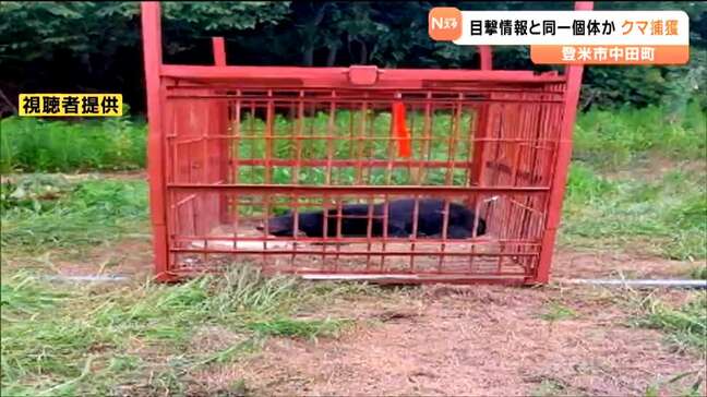「人に慣れているようだった」モモ食べていた連日目撃のクマと同一個体か　宮城・登米市で捕獲|TBS NEWS DIG