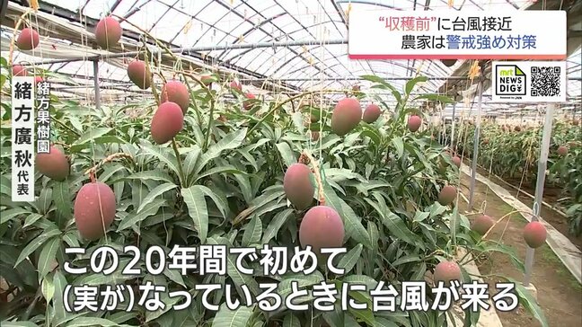 台風6号接近 "マンゴー"に"ホオズキ" 収穫を目前にした農家は懸命の対策|TBS NEWS DIG