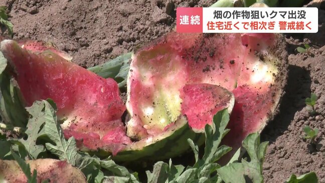 【クマ出没】畑のスイカ30個食い荒らされる「去年も入られているが、こういう状況は初めて」北海道江差町・上ノ国町で連続被害　同じクマの仕業か|TBS NEWS DIG