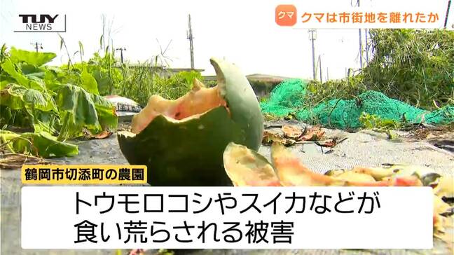 クマは市街地から離れたと判断 鶴岡市中心部に出没のクマ 農作物が食い荒らされる被害も(山形)|TBS NEWS DIG