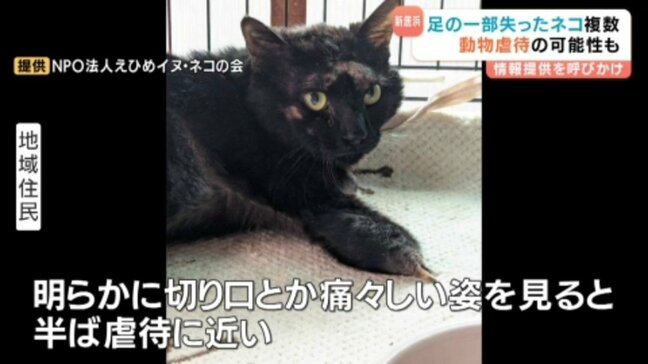 足の一部を失ったネコを保護 同様のネコは数年前から目撃 保健所は動物虐待の可能性で調査中 愛媛・新居浜市|TBS NEWS DIG
