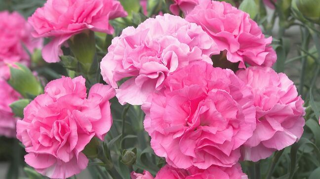 高校生が栽培　母の日前にカーネーション販売　福島|TBS NEWS DIG