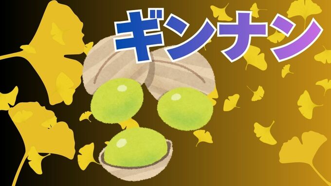「ギンナン、拾っていいの？」イチョウ並木の下に落ちたギンナンは誰のもの？「封筒ギンナン」で手軽に食べられる！　|　岡山・香川のニュース | 天気 | RSK山陽放送