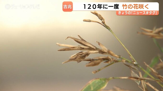「一生の思い出に」120年に一度“幻の花”　竹の花が開花　射水神社参道で神職が発見　1週間程度公開　富山・高岡市　|　富山のニュース｜天気・防災｜チューリップテレビ