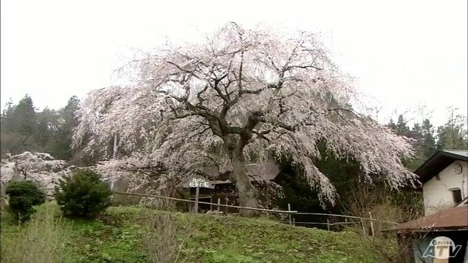 「槍沢の枝垂れ桜」地域が守る“春の優美”が最高潮　花曇りの空から降り注ぐシダレザクラに「これだけ素晴らしいのは初めて見た…」|TBS NEWS DIG