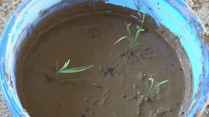 「おいしいお米に育ってほしい」児童がバケツに富山のブランド米「富富富」苗植え　富山　|　富山のニュース｜天気・防災｜チューリップテレビ