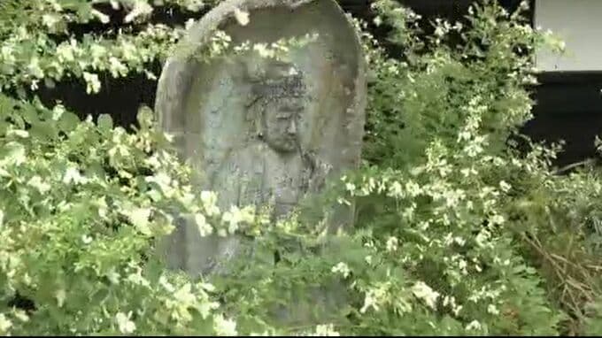 “萩寺”実性院でハギ見頃 能登半島地震で被災し2年ぶり公開 石川・加賀市|TBS NEWS DIG
