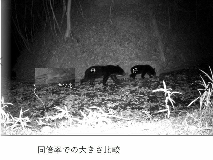 動物園内に野生の熊（クマ）監視カメラに映り込む　一部閉鎖　広島市安佐動物公園|TBS NEWS DIG