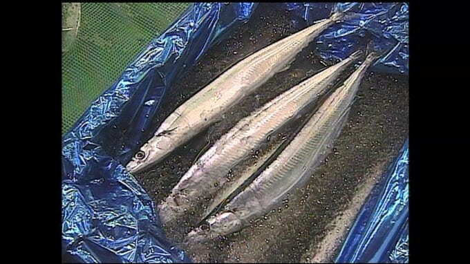 方言の世界を泳ぐ「秋刀魚」と「飛び魚」～魚名の地域差に隠された歴史|TBS NEWS DIG
