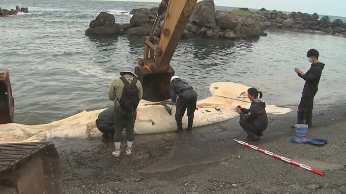 全長13.5メートルの巨大クジラ漂着「ナガスクジラ」か…腐敗進み黄色い脂肪がむき出し、異臭も　３年埋めたあと骨格標本として活用へ|TBS NEWS DIG