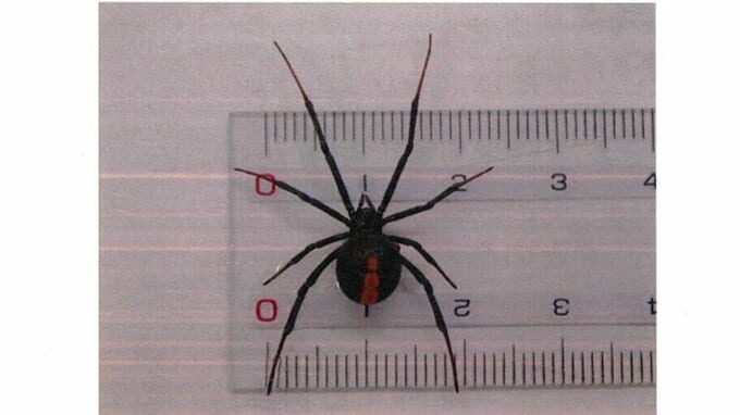 毒グモのセアカゴケグモ　水道局のポンプ場に輸送、保管の資材の中で発見　県内5例目　山梨|TBS NEWS DIG