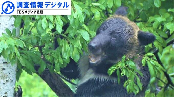 「すべてのクマ事故は防げる」難しいのはクマ対策より人対策～いまだ残る課題と小さな積み重ね～【調査情報デジタル】|TBS NEWS DIG