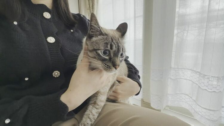 弊社の代表と取締役、ネコ好きなんですけど…」ネコがなめても大丈夫な