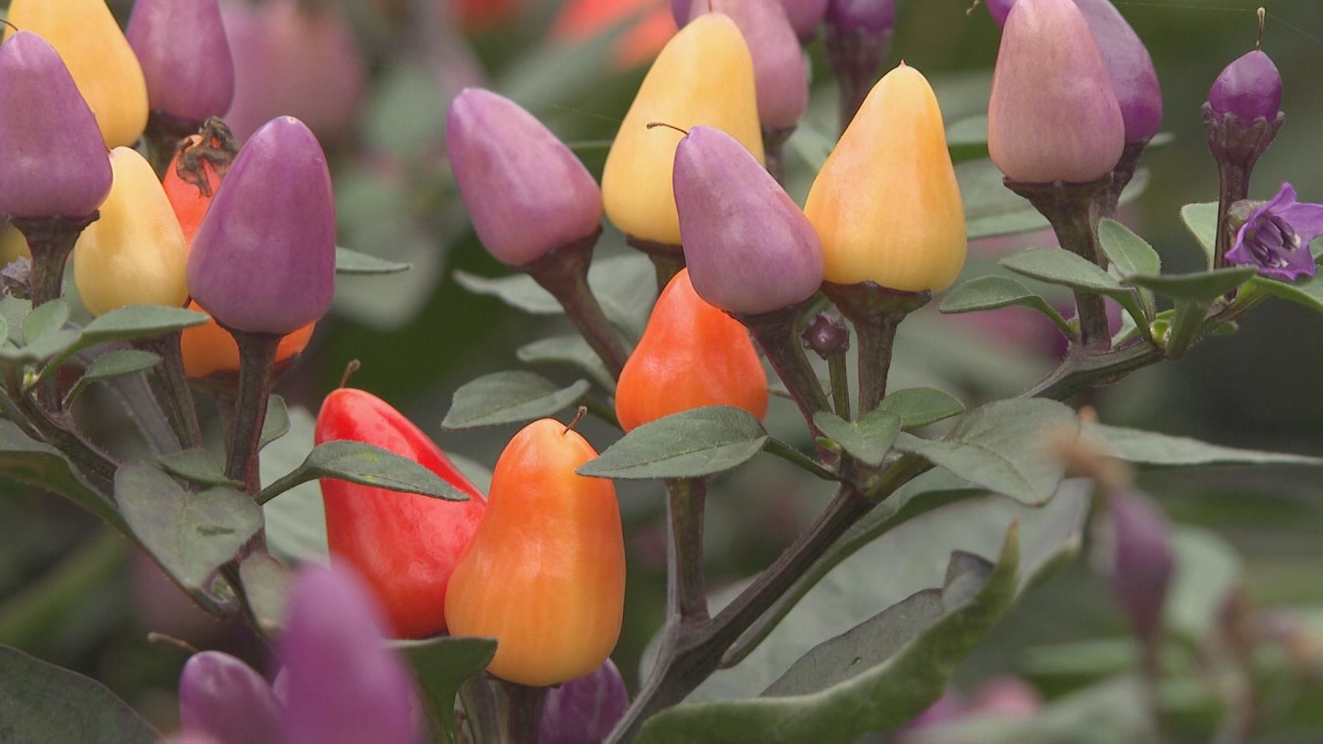 色とりどりに変化するかわいい実　観賞用トウガラシの出荷最盛期　寄せ植えやインテリアとして人気