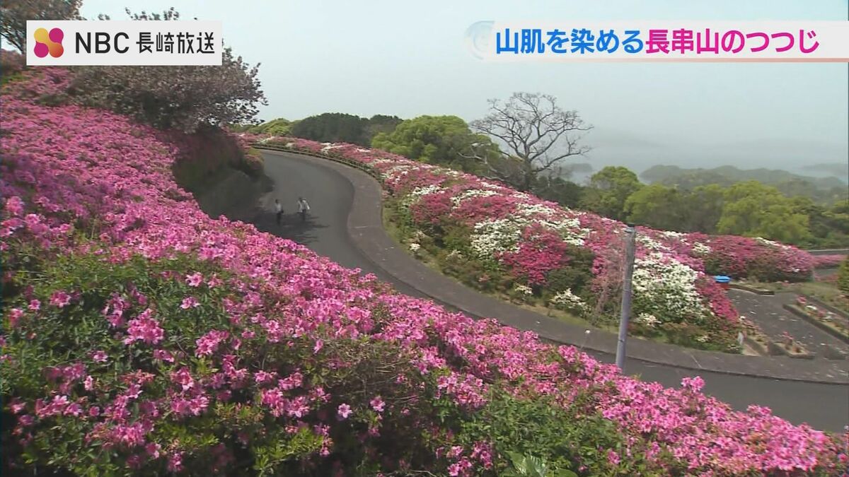 10万本のつつじが見頃 長崎県佐世保市の長串山公園 | 長崎のニュース