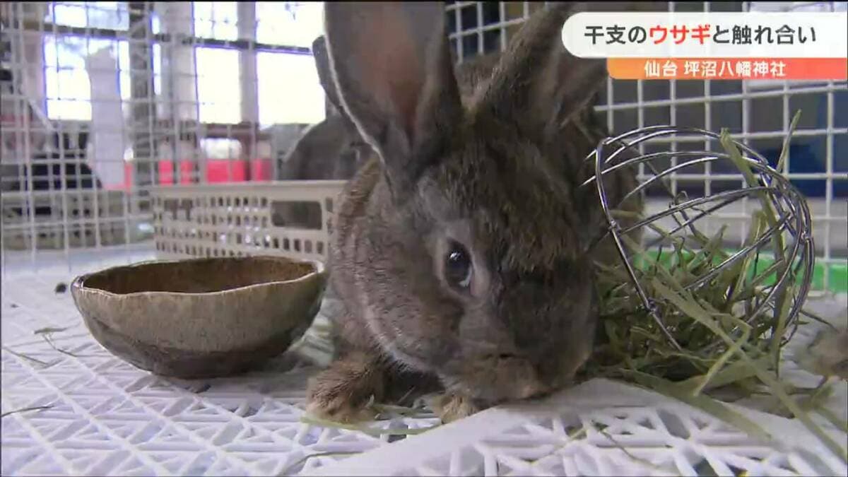 今年の干支「ウサギ」と参拝者が触れあえる神社 仙台 | 宮城のニュース