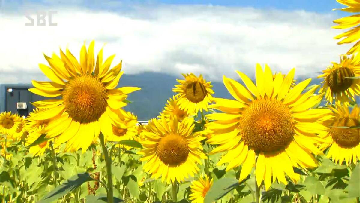 信州産　ひまわり　しゅう様ご確認用です♪ ひまわり様ご確認用です！ ひまわり様ご確認用です 信州産 ひまわり しゅう