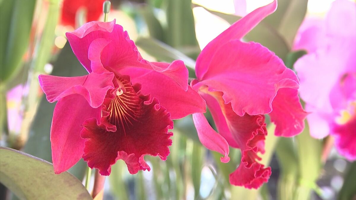 ランの女王」カトレア約100株が並ぶ展示会 丸亀市のレオマリゾート