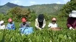 八十八夜を前に　延岡市北浦町で小学生が高齢者と茶摘み体験|TBS NEWS DIG