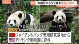 中国がパンダ2頭をアメリカに貸与　トランプ大統領の訪中前に発表　アトランタ動物園に オス「平平（ピンピン）」とメス「福双（フーシュアン）」の2頭|TBS NEWS DIG