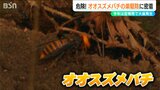「最悪 死に至ることも…」“日本一凶暴”オオスズメバチの駆除に密着 今年は“空梅雨”で大量発生か 市街地でも注意 新潟・胎内市|TBS NEWS DIG