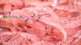 “駿河湾の宝石”サクラエビ　春漁解禁も強風で延期に|TBS NEWS DIG
