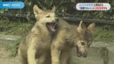 マニアは4000枚激写! シンリンオオカミの赤ちゃん 公開にみんなメロメロ | 鹿児島のニュース|MBC NEWS|南日本放送
