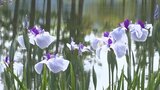 「切り絵御朱印」に花を透かせて楽しむ人も 毛越寺あやめまつり 開花が早く開催早めてもすでに見頃 岩手・平泉町|TBS NEWS DIG