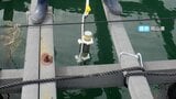 岡山県が「カキ養殖いかだ」に塩分濃度を計測する機器を設置 昨年の大量死受け対策へ | 岡山・香川のニュース | 天気 | RSK山陽放送