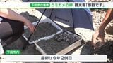 ピンポン玉ほどの卵113個確認　アカウミガメが下田市の海岸で産卵＝静岡　|　静岡のニュース | SBSNEWS | 静岡放送