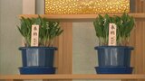 初夏訪れ告げるすずらんの使節 北の大地から九州へ | 福岡のニュース|RKB NEWS|RKB毎日放送