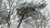 20日夕~21日は暴風雪に警戒を 岩手県に気象情報発表 高波による船舶などへの被害にも注意・警戒 | IBC NEWS | IBC岩手放送