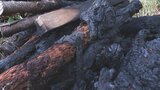 公園で伐採した木など燃える火事 不審火の可能性も 大分・中津市 | 大分のニュース|OBS NEWS|大分放送