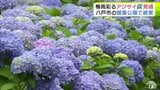 約500株のアジサイ　空梅雨の館鼻公園を彩る　高台へと続く約100段の階段沿いに咲き誇り見頃迎える　見た園児は「ピンクと紫がかわいい」　青森県八戸市　|　青森のニュース│ATV NEWS│青森テレビ