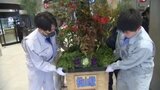 高さ約2.8メートルの「ジャンボ門松」 新JR松山駅舎に設置へ 愛媛県・松山市 | 愛媛のニュース - Nスタえひめ|あいテレビは6チャンネル