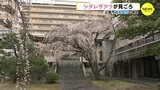 シダレザクラが見ごろ　広島市の普門寺の境内　|　RCC NEWS | 広島ニュース | RCC中国放送