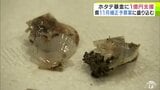 大量死の「陸奥湾ホタテ」の対策など 141億円余の「11月補正予算案」を20日に開会する定例県議会に提出へ 青森県・宮下宗一郎 知事が説明 | 青森のニュース│ATV NEWS│青森テレビ
