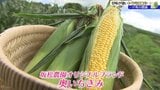 「3本のうちの一番上の1本だけしか取らない」甘味が強いトウモロコシ 奥いちきみ 岩手県一戸町がブランド化すすめる|TBS NEWS DIG