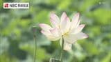 猛暑にきらめく13種類のハスの花 長崎・諫早の唐比ハス園「想像以上にきれい」と歓声|TBS NEWS DIG