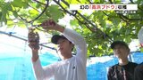 “幻の”高浜ブドウ収穫の時期 収量減少も糖度15度 | 熊本のニュース|RKK NEWS|RKK熊本放送