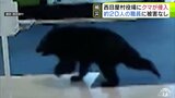 「ドアに大きなものがぶつかる『ドン』『ガン』という音…」走ってきた『子グマ』が役場に侵入　体長約50cm　当時約20人の職員が「県外でよく見るニュースはひとごとではない」青森県西目屋村|TBS NEWS DIG