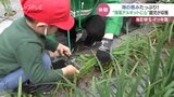 野菜なのに海の恵み たっぷり！アルギットにらを園児が収穫　富山・南砺市　|　富山のニュース｜天気・防災｜チューリップテレビ