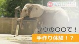 楽しい?でもうれしくない?ゾウの〇〇で紙すき体験!動物園のサマースクール | 熊本のニュース|RKK NEWS|RKK熊本放送