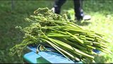 お浸しや炒め物にして食卓へ…参加費は無料、旬を迎えたアマワラビの収穫ツアーが人気、採ったワラビは100グラム100円で持ち帰り　|　SBC NEWS | 長野のニュース | SBC信越放送