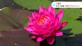 まるで絵画のよう！水面を彩るスイレン「みなさんに喜んで来ていただけるように」|TBS NEWS DIG