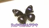 中学生が珍しい蝶を発見!「リュウキュウムラサキ」主に東南アジアに生息 迷った?【岡山】 | 岡山・香川のニュース | 天気 | RSK山陽放送