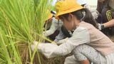 東大寺の大しめ縄 小学生が材料となる稲わら作りに挑戦 大分 | 大分のニュース|OBS NEWS|大分放送