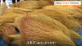 和名は「ホウキギ」小学生が「コキア」でホウキ作り 宮城・大崎市 | 宮城のニュース│tbc NEWS│tbc東北放送