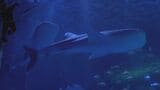「水族館の人気者」新たに仲間入りしたジンベエザメ2頭の愛称が決定!|TBS NEWS DIG