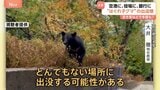 可愛い？いえ…実は危険です “はぐれ子グマ”に注意　危険な場所＆安全な場所も分からず、どこへでも出没？小さくても攻撃力は高い 専門家「異常事態です」|TBS NEWS DIG